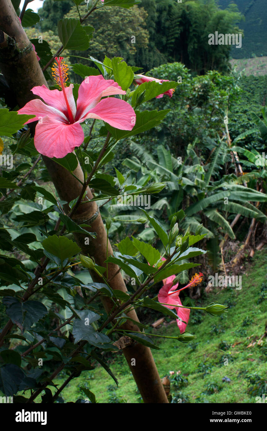 A flower next to the coffee plantations of coffee Hacienda San Alberto. Coffee plantations near the town Buenavista. Quindio, Colombia. Colombian coffee growing axis. The Colombian coffee Region, also known as the Coffee Triangle, is a part of the Colombian Paisa region in the rural area of Colombia, famous for growing and production of a majority of the Colombian coffee, considered by some as the best coffee in the world. Stock Photo