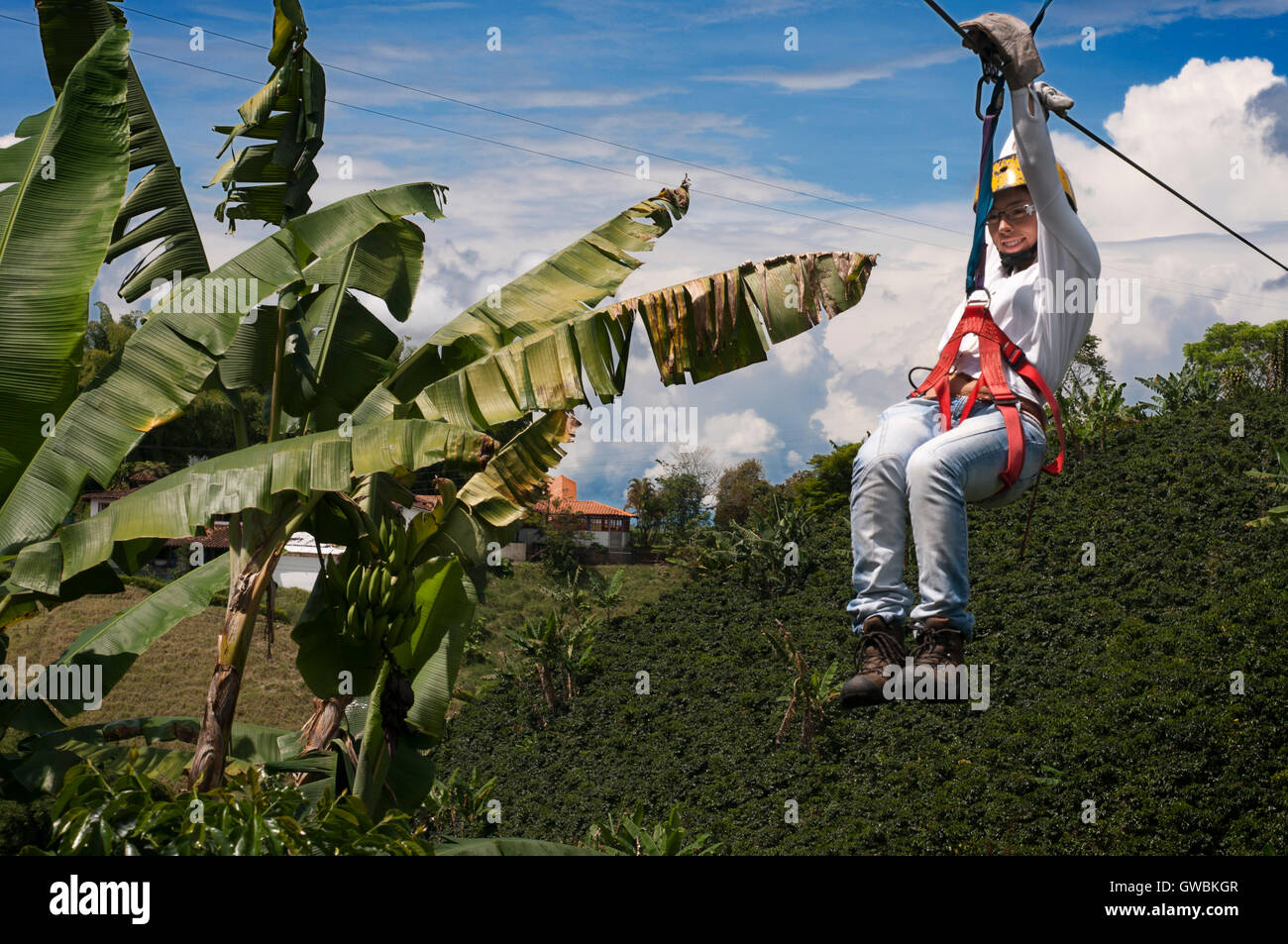 Zip wire in El Bosque del Saman, Pereira, Quindio, Colombia. The zipe line  are over the coffee platations. Colombian coffee growing axis. The  Colombian coffee Region, also known as the Coffee Triangle