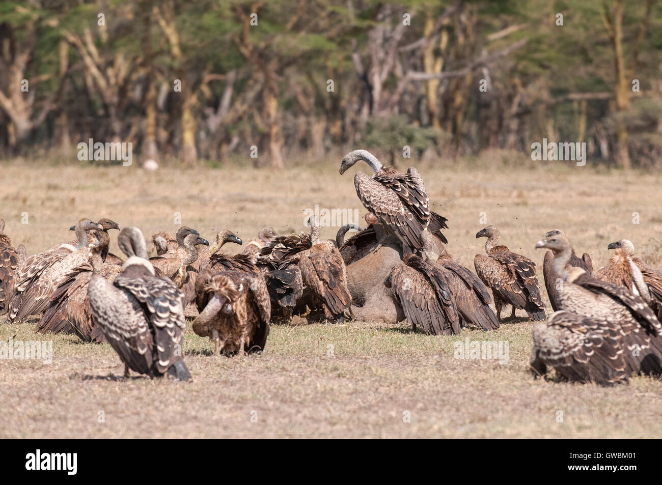Vultures eating a kill. Stock Photo
