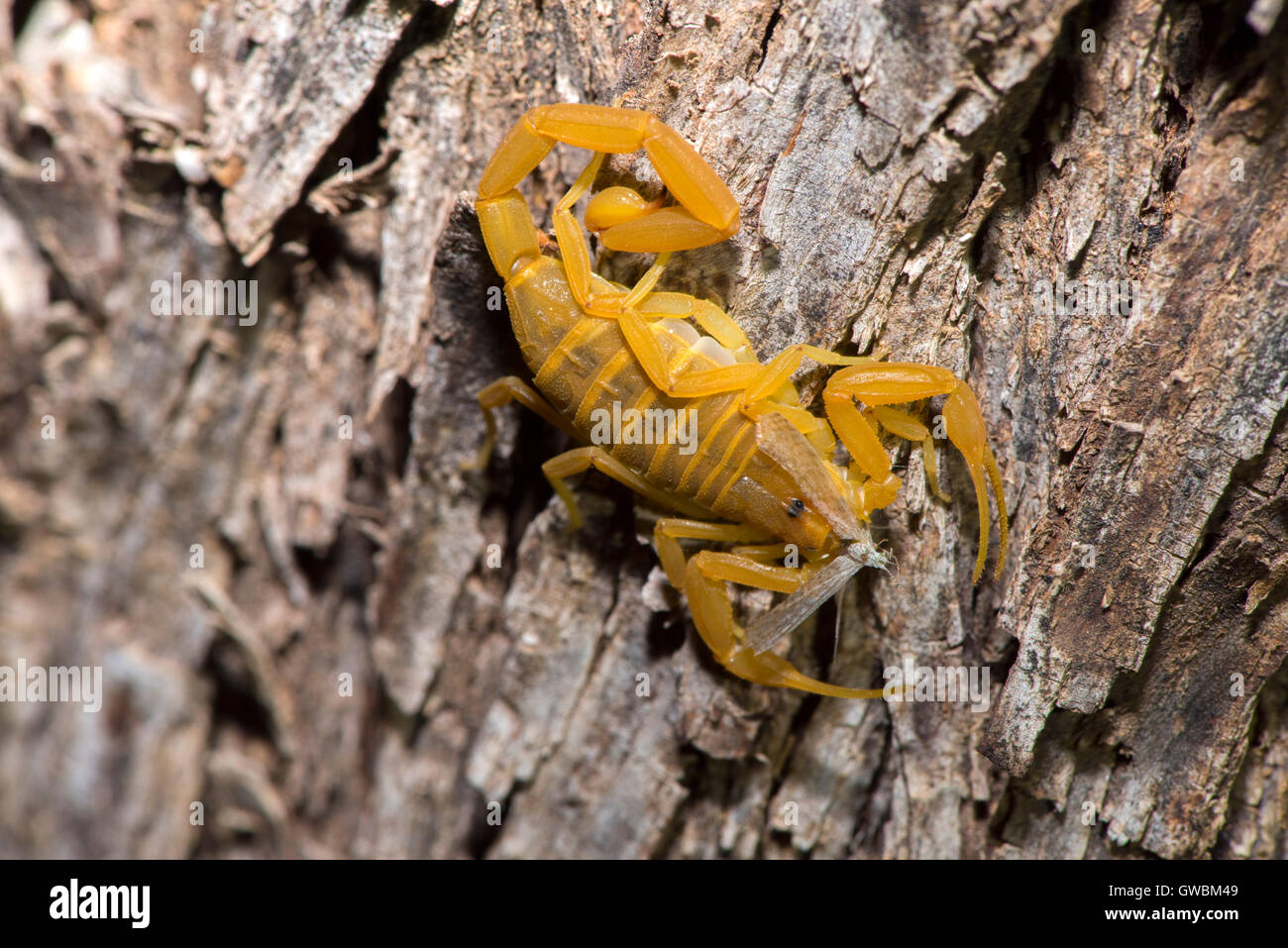 Bark Scorpion  Centruroides exilicauda Florence, Arizona, United States 9 September 2016        Adult eating moth.         Buthi Stock Photo