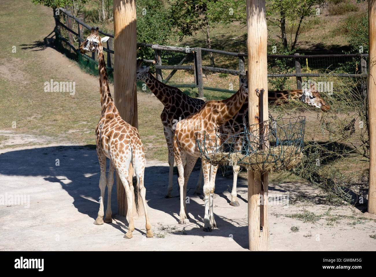 Giraffes in Prague Zoo which is the fourth largest zoo in the world and