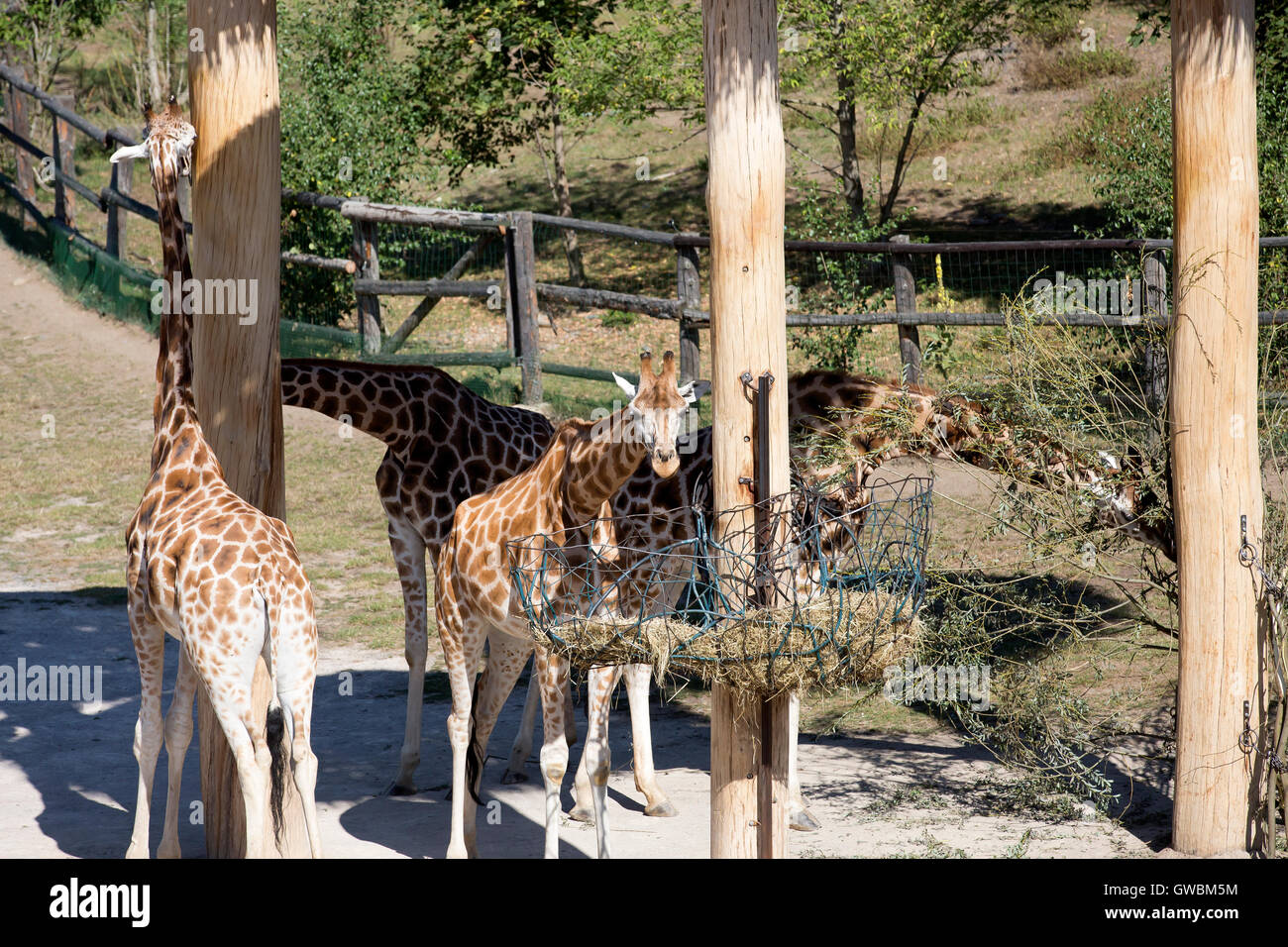 Giraffes in Prague Zoo which is the fourth largest zoo in the world and