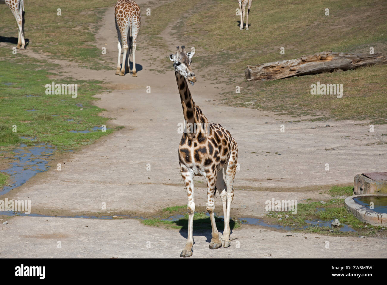 Giraffes in Prague Zoo which is the fourth largest zoo in the world and
