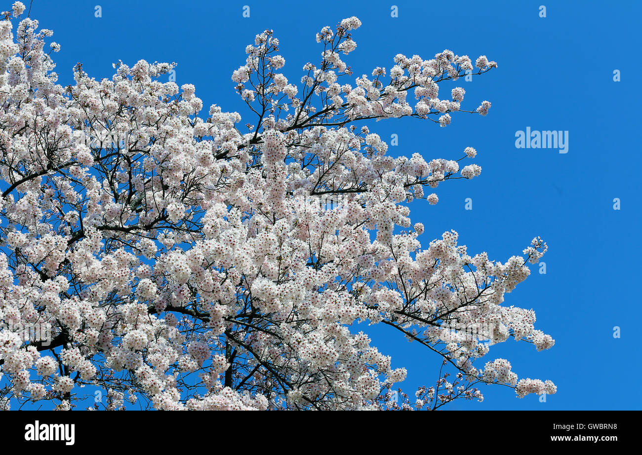 White sakura cherry blossom on blue sky background Stock Photo - Alamy