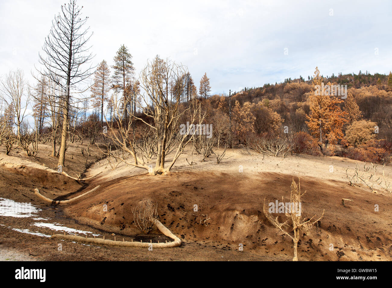 Post fire soil erosion mitigation works with mulch and check dams near Yosemite California USA Stock Photo