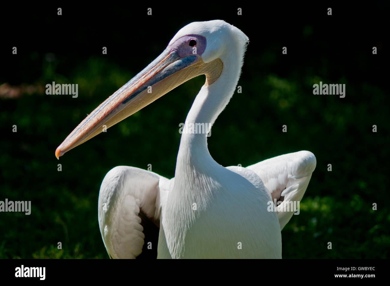 Close up portrait of a white pelican Stock Photo