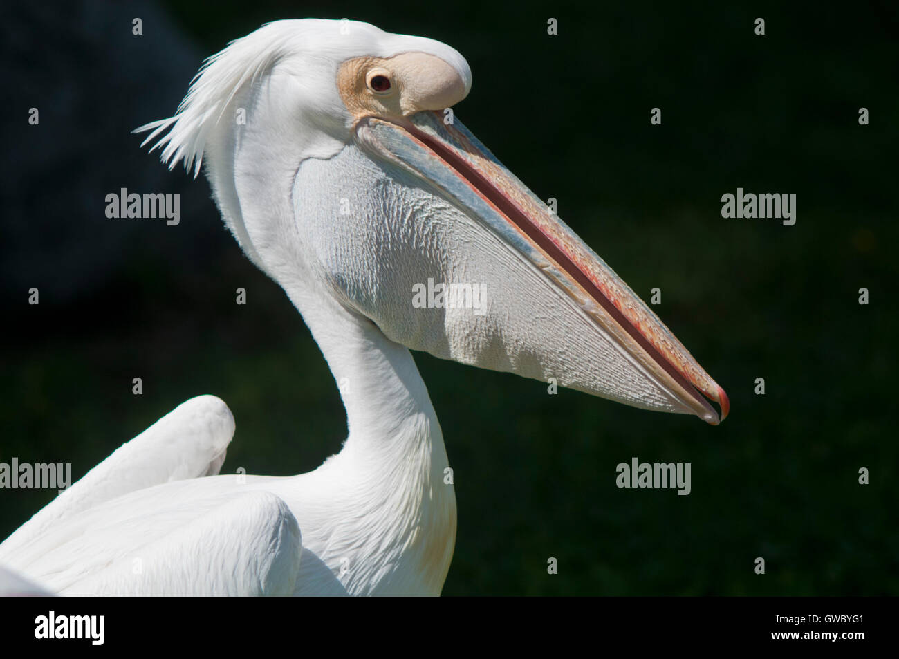 Close up portrait of a white pelican Stock Photo