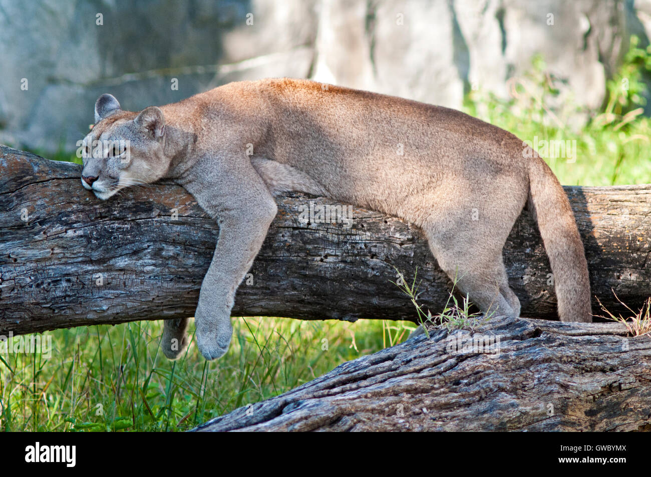 Cougar resting on a tree Stock Photo