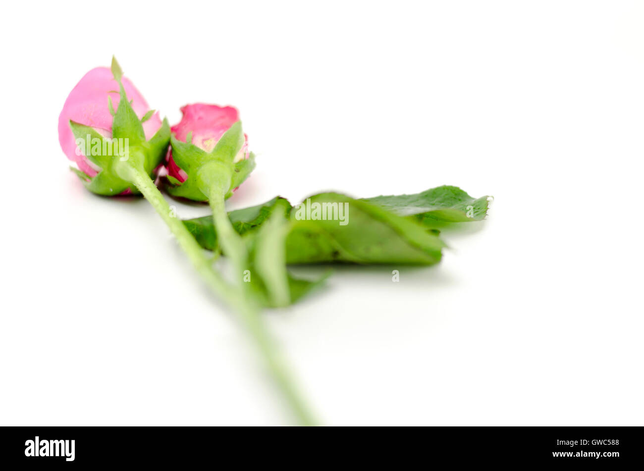 rose flower isolated on white Stock Photo - Alamy