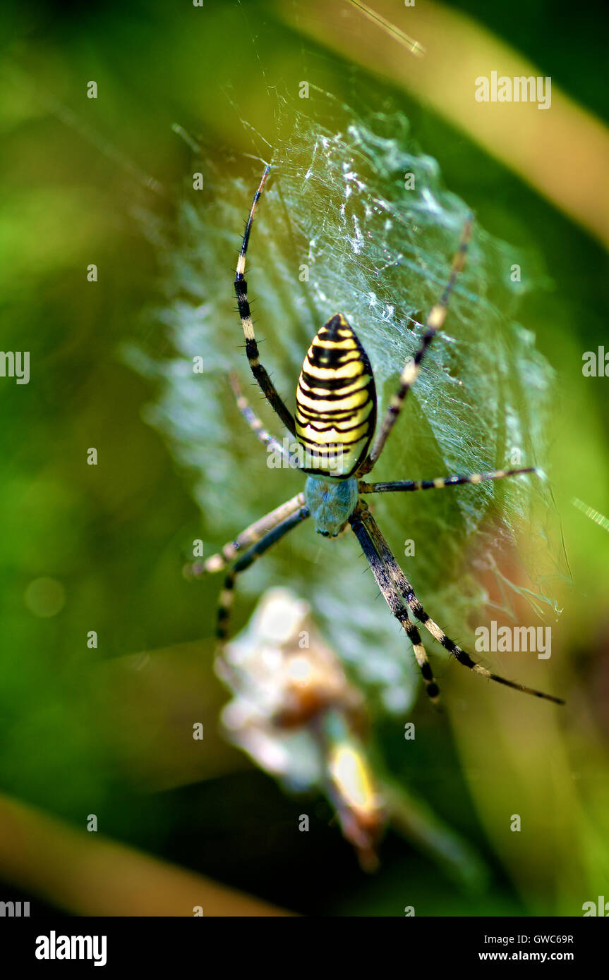 Danger Spider Stock Photo