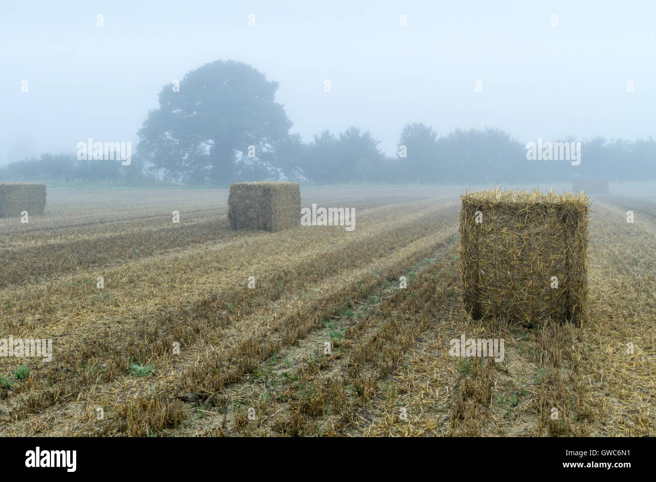 A recently harvested farmland field covered in mist, Nottinghamshire, England, UK Stock Photo