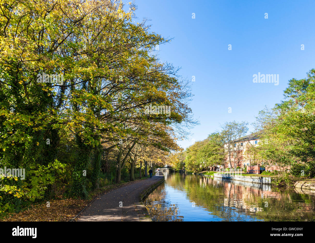 Trees along the Nottingham and Beeston canal during Autumn in the city of Nottingham, England, UK Stock Photo