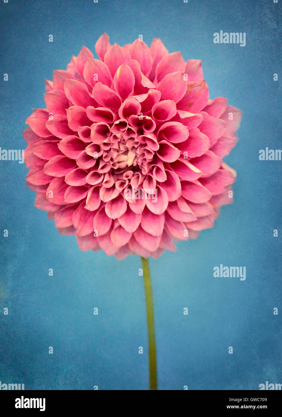 Dahlia perennial flower blue hi-res stock photography and images - Alamy