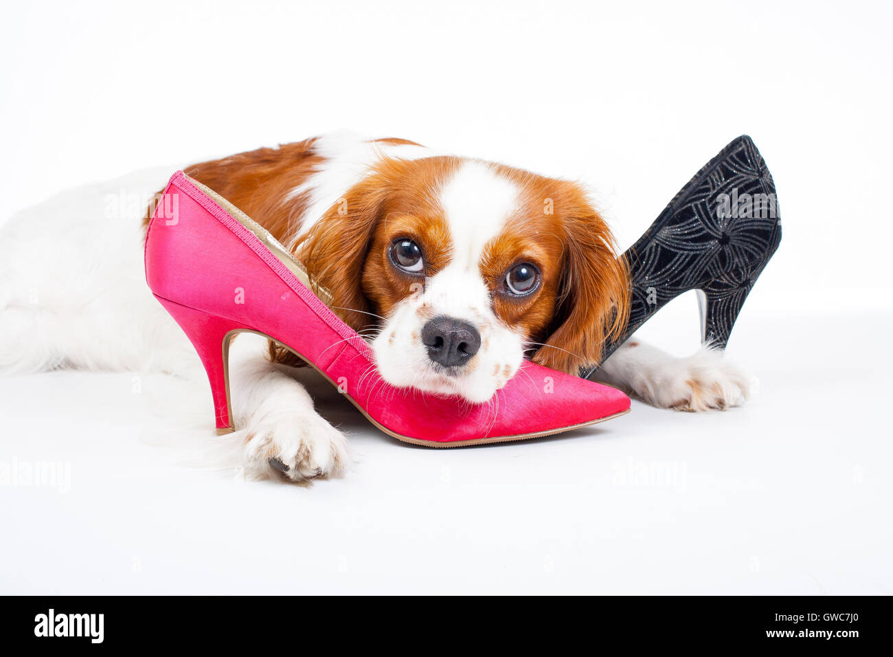 Trained cavalier king charles spaniel studio white background photography. Dog with high heels,dogs behavior chew slipper shoes Stock Photo