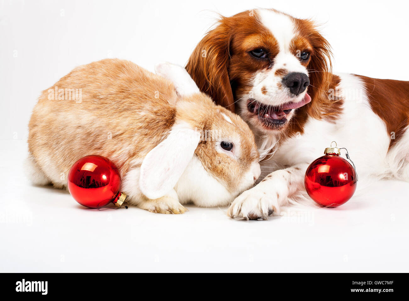 Trained cavalier king charles spaniel studio white background photography Dog with lop together celebrate christmas real love Stock Photo