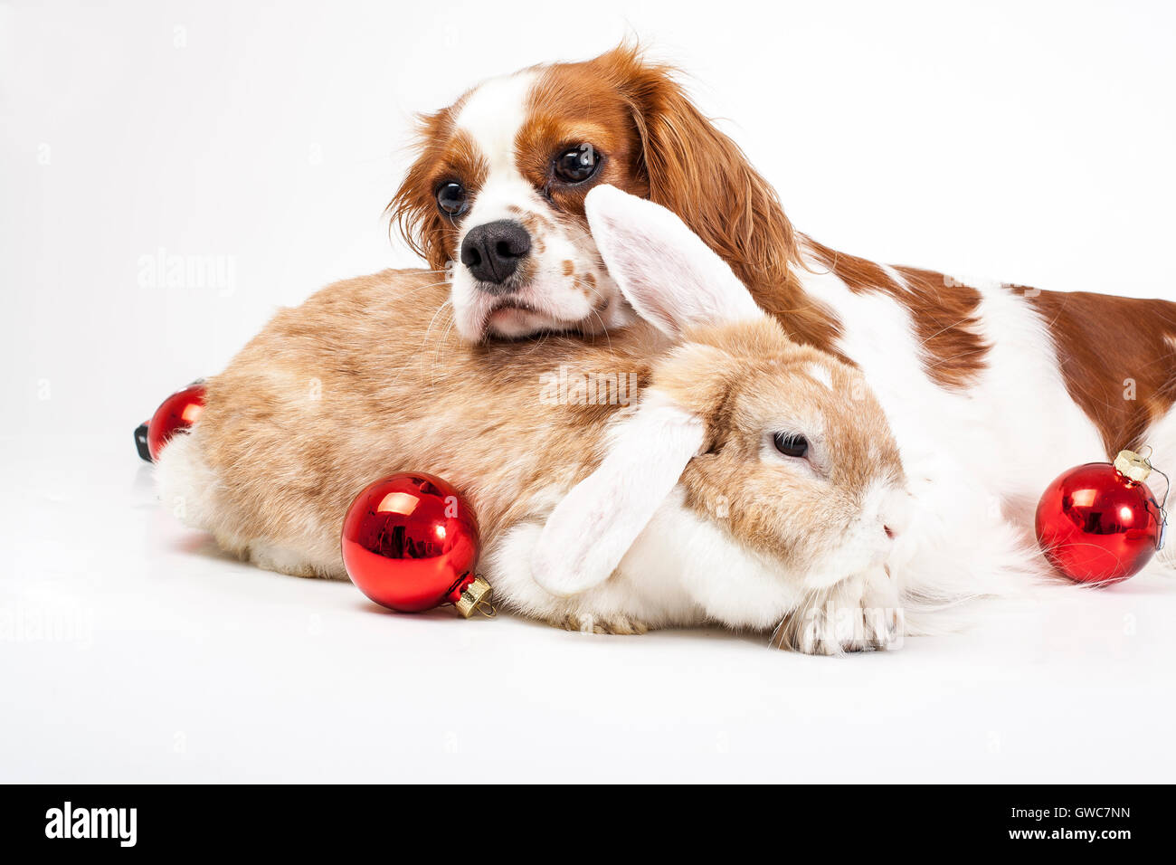 Trained cavalier king charles spaniel studio white background photography Dog with lop together celebrate christmas real love Stock Photo