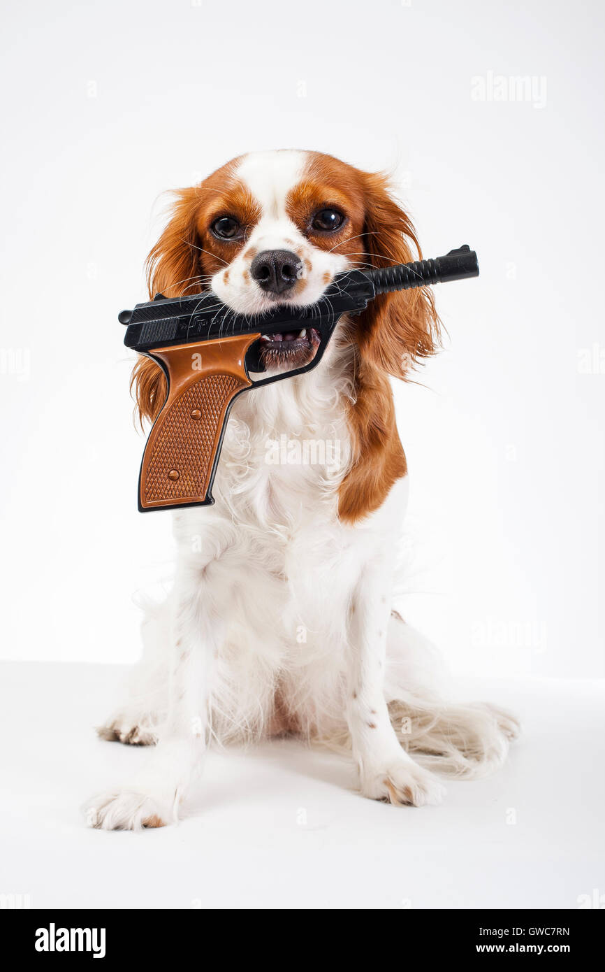Dog with gun Stock Photo - Alamy