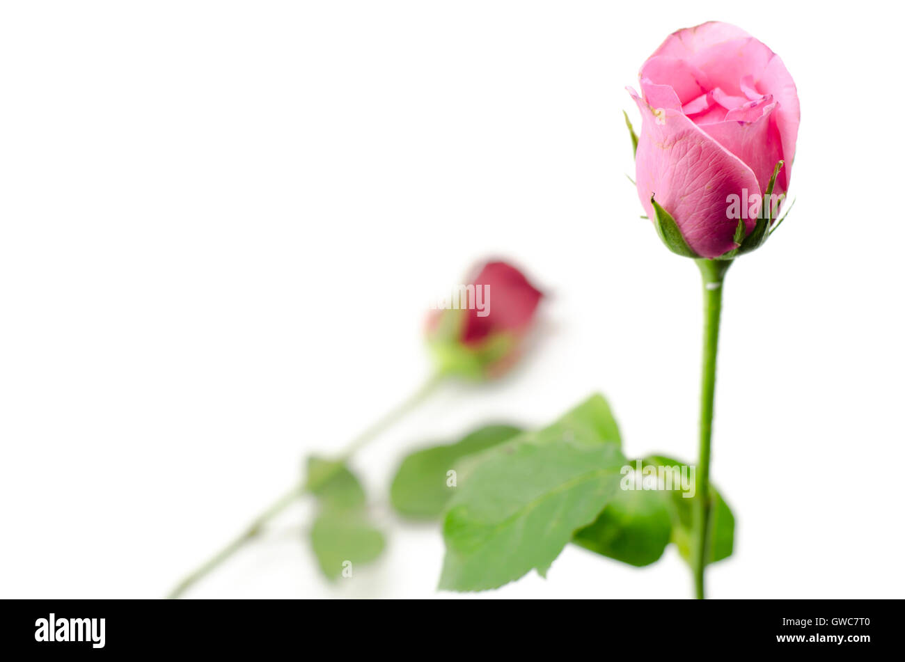 rose flower isolated on white Stock Photo - Alamy