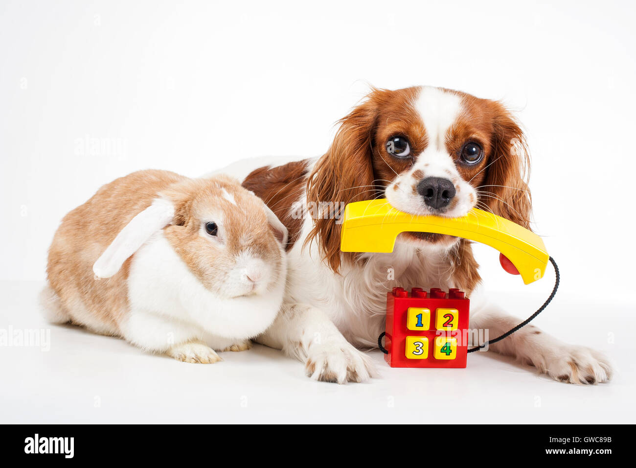 Animal hospital pet cosmetic contact form.concept. Stock Photo