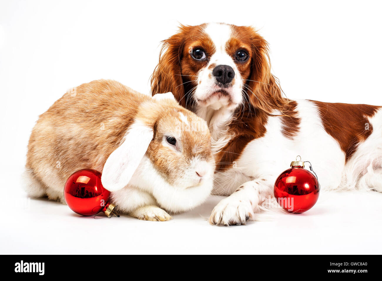 Trained cavalier king charles spaniel studio white background photography Dog with lop together celebrate christmas real love Stock Photo