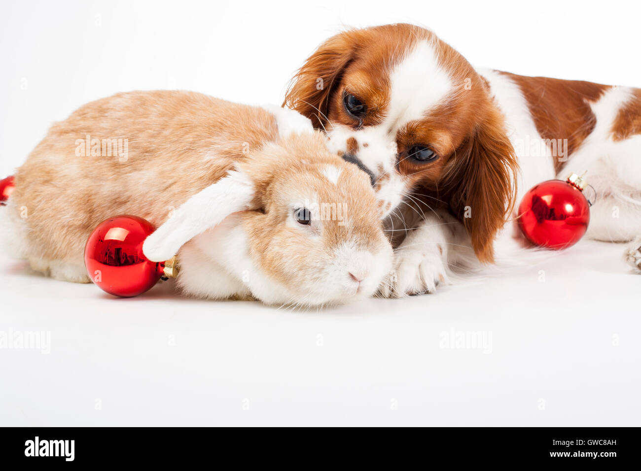 Trained cavalier king charles spaniel studio white background photography Dog with lop together celebrate christmas real love Stock Photo