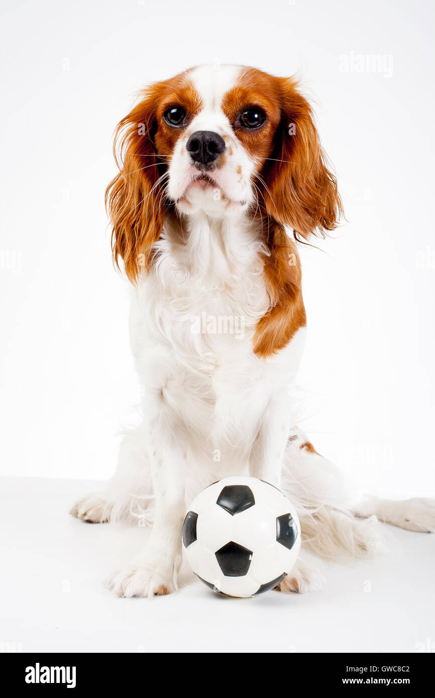 Trained cavalier king charles spaniel studio white background photography. Dog with football white black ball Stock Photo
