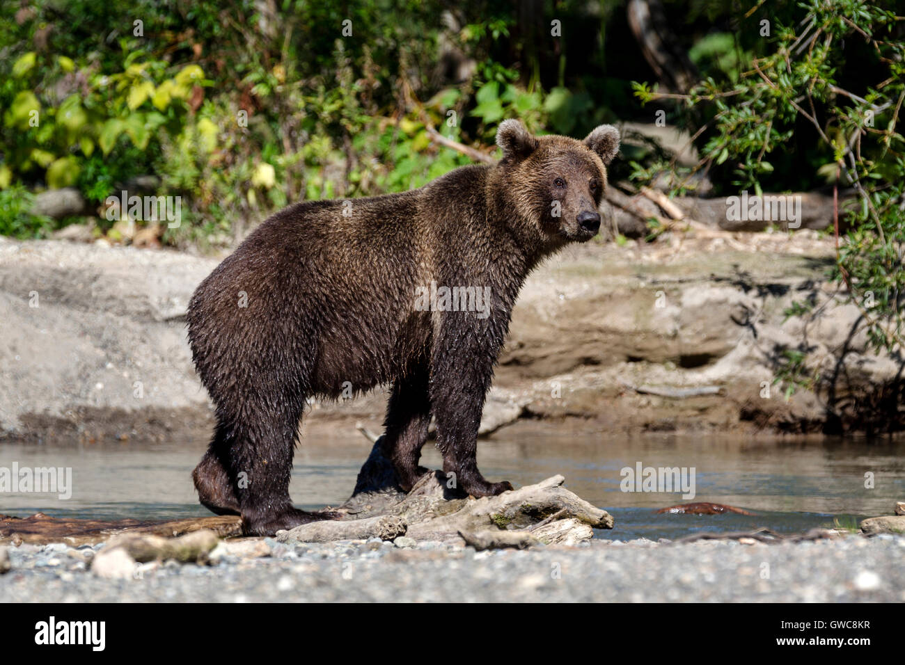 Brown bear catching fish in river near Kuril Lake of Southern Kamchatka Wildlife Refuge in Russia Stock Photo