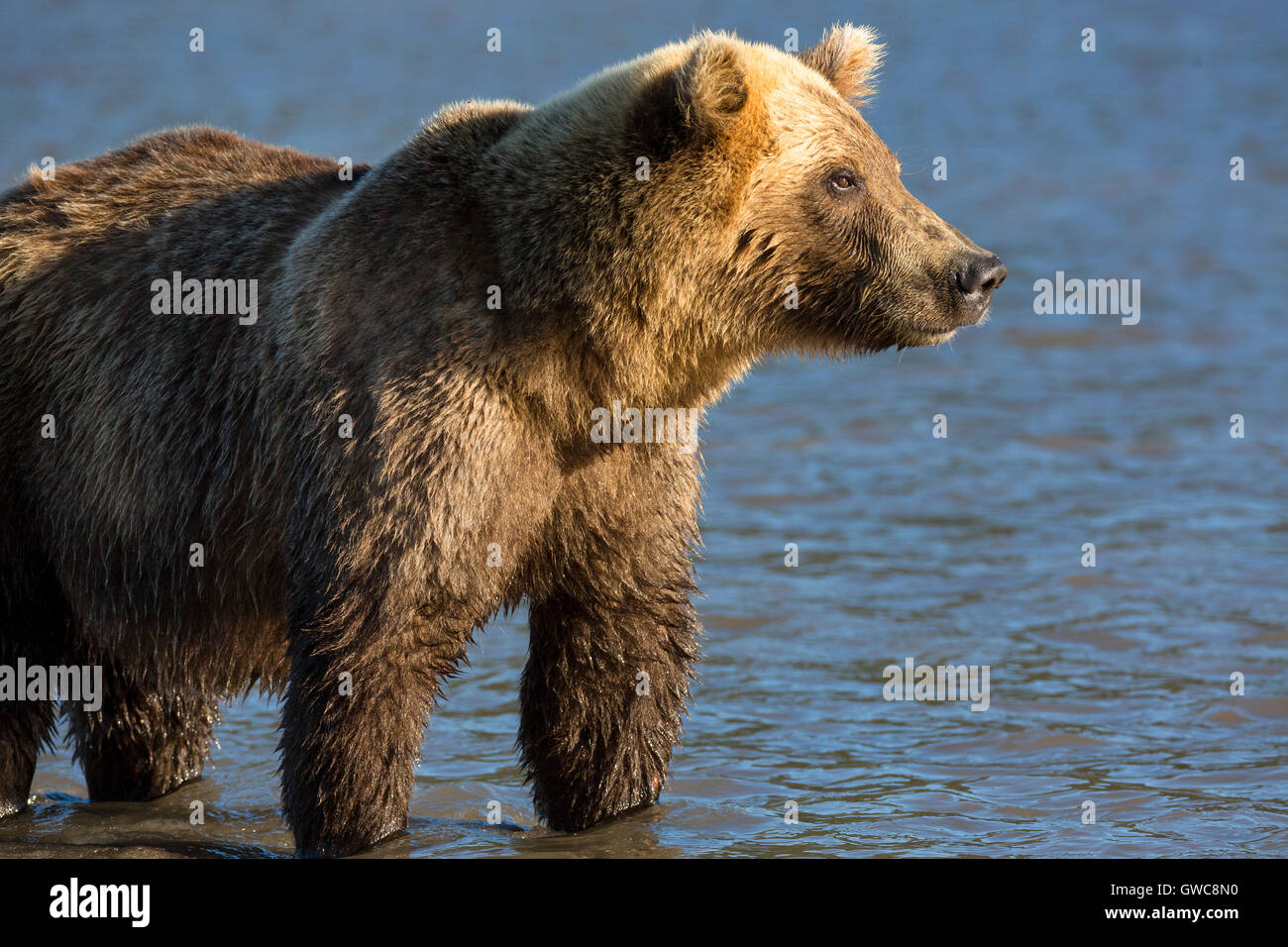 Brown bear catching fish in Kurile Lake of Southern Kamchatka Wildlife Refuge in Russia Stock Photo