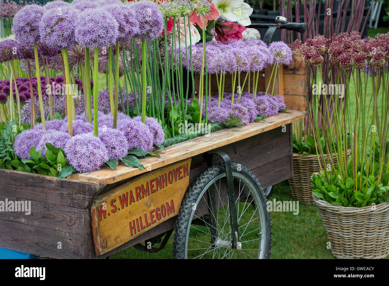 Allium flowers in a wooden cart display at a flower show. UK. Ornament onion display Stock Photo