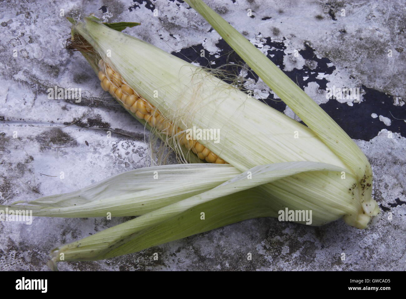 Sweetcorn maize corn on the cob fresh yellow kernel home grown in husk on metal aluminium garden table in daylight Stock Photo