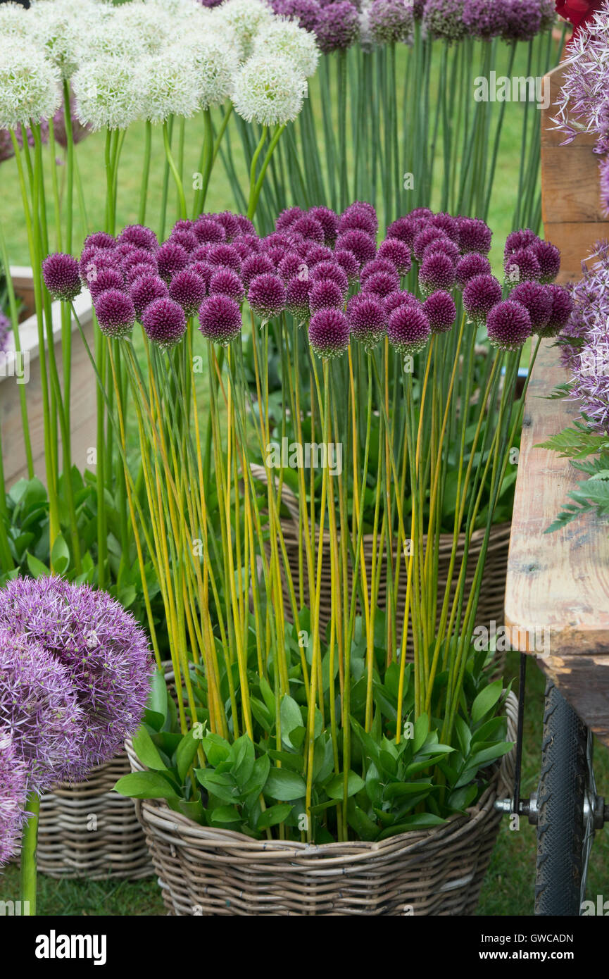 Allium sphaerocephalon. Round headed leek. Round-headed garlic flowers in a display at a flower show Stock Photo