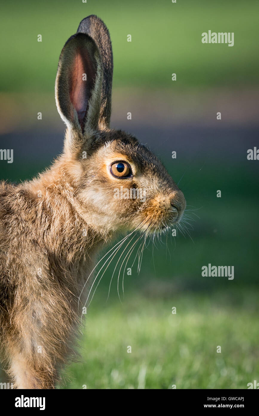 Brown Hare animal, animal behaviour, animal kingdom, brown, brown hare, bunny, close, concept, cute, desktop wallpaper, ear, ear Stock Photo