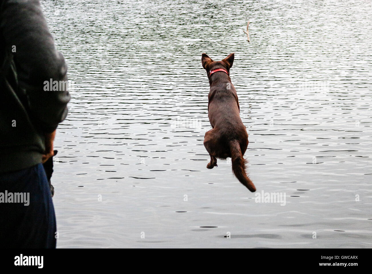 Dog jump in water Stock Photo Alamy