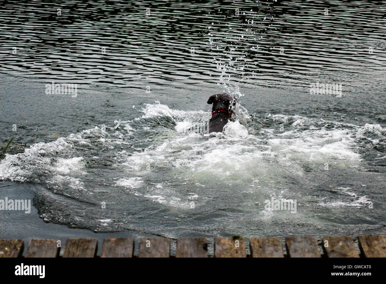 Dog jump in water Stock Photo Alamy