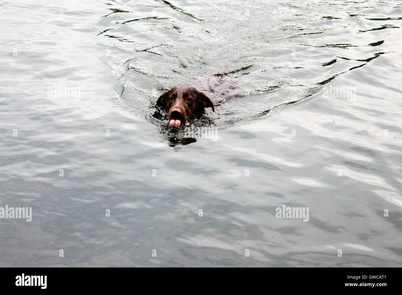 Dog swim in lake Stock Photo Alamy