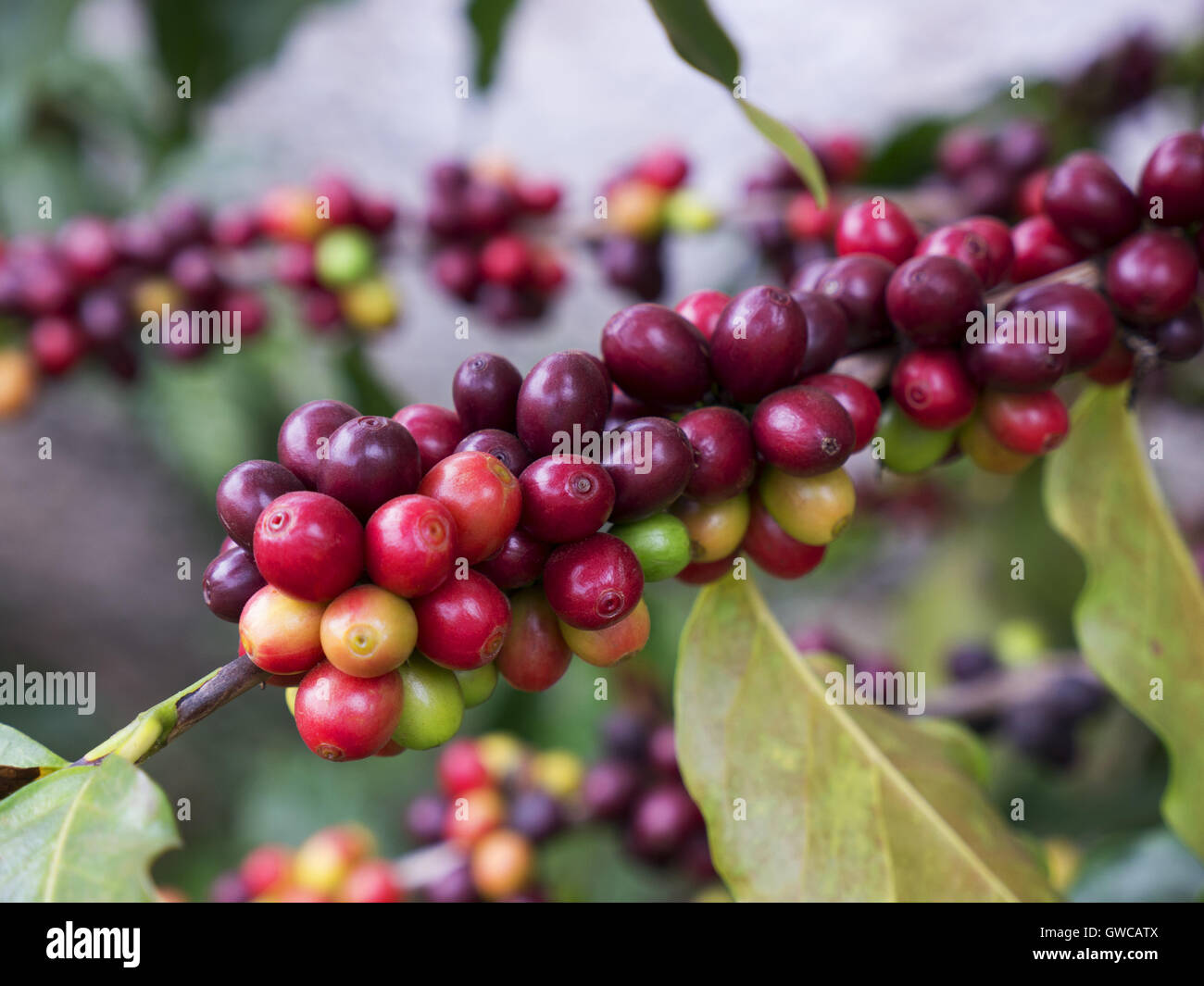 Coffee cherries hires stock photography and images Alamy