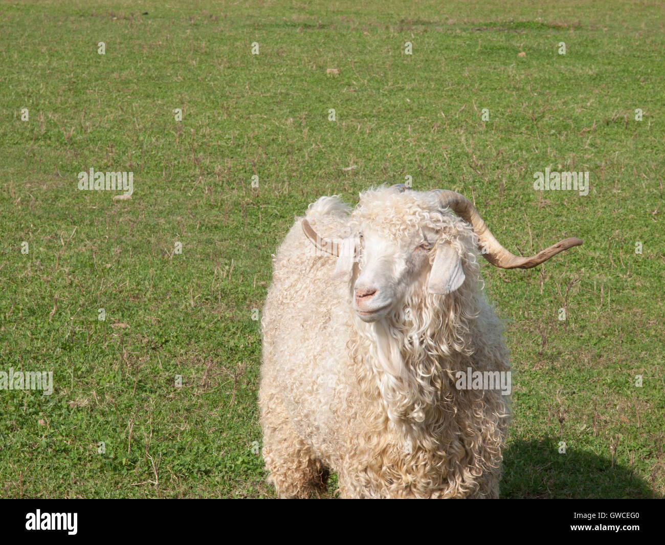 Big tail sheep hi-res stock photography and images - Alamy