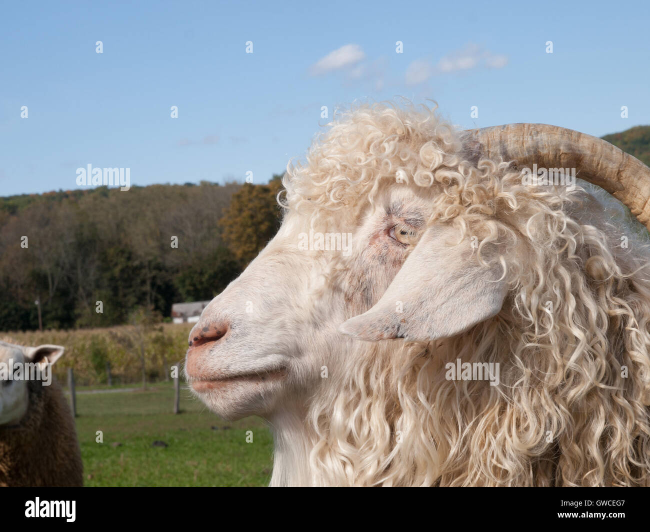 Big tail sheep hi-res stock photography and images - Alamy