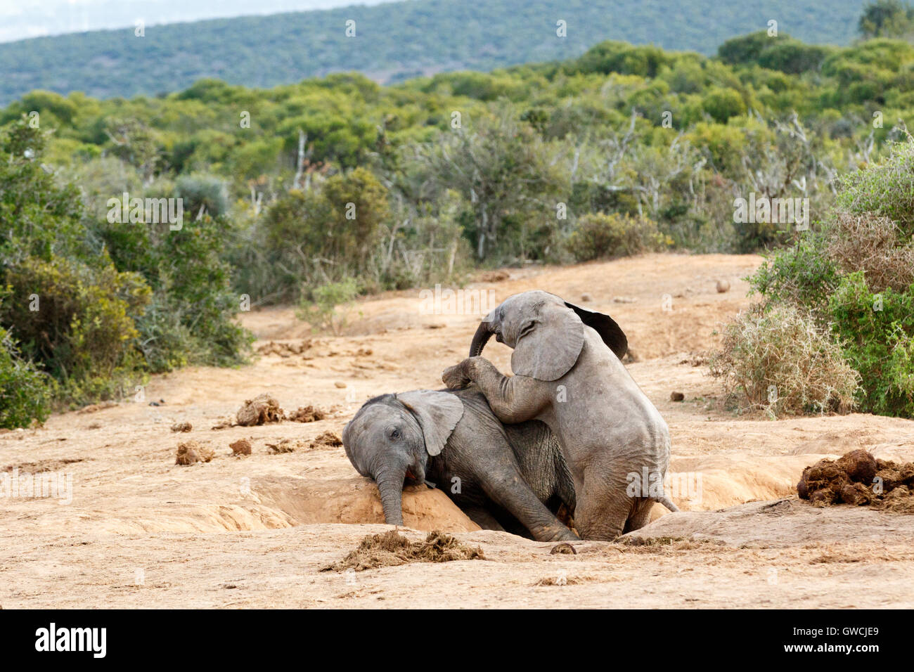 Lets Play brother you are and African Bush Elephant - The African bush elephant is the larger of the two species of African elep Stock Photo