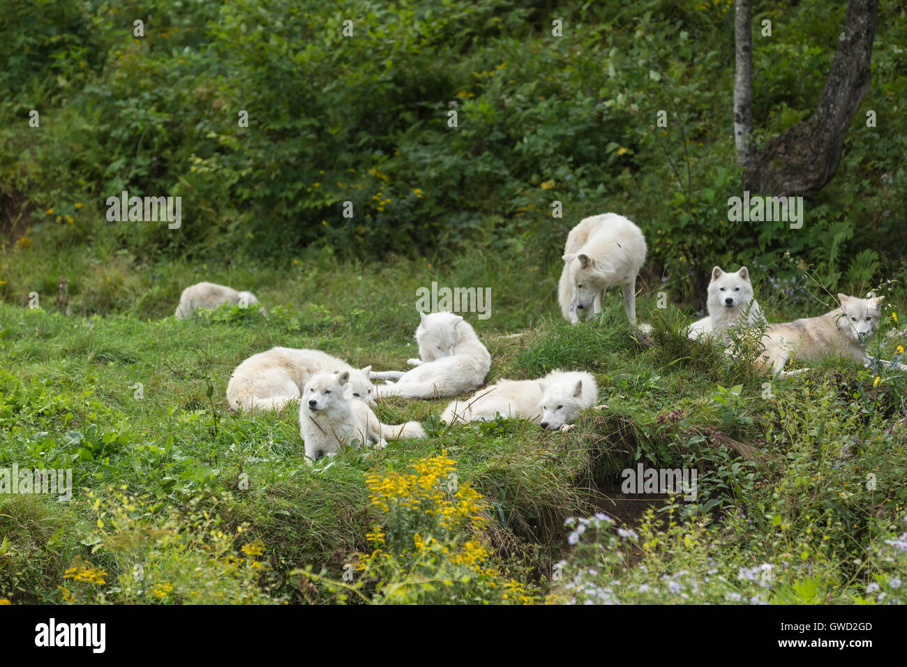 Pack of resting Arctic Wolves in forest landscape Stock Photo - Alamy
