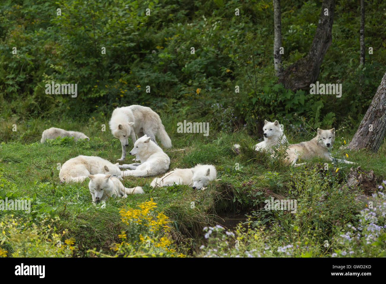 Pack of resting Arctic Wolves in forest landscape Stock Photo - Alamy