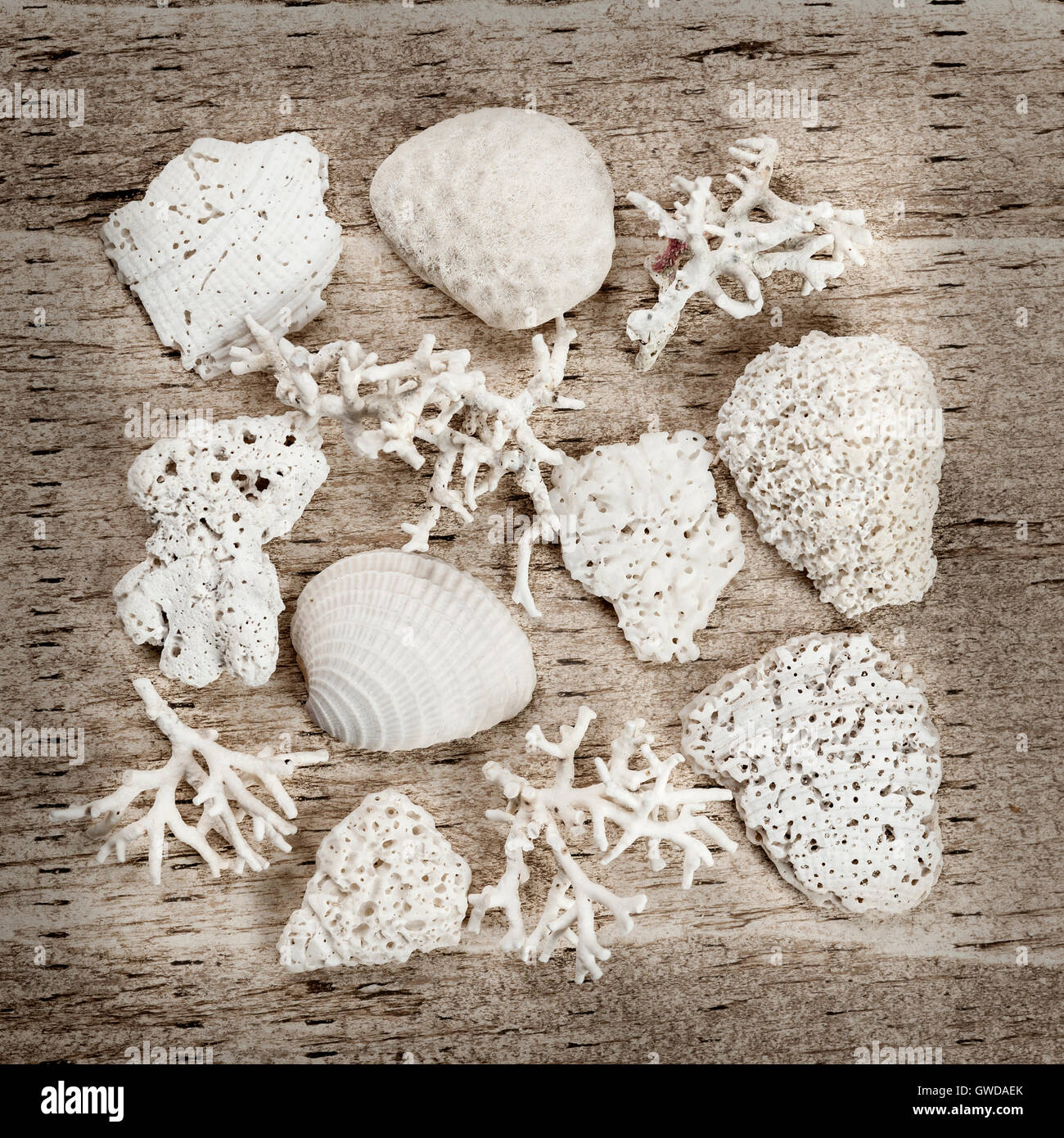 Sun bleached pieces of corals and shells found on a beach arranged on rustic wood background Stock Photo
