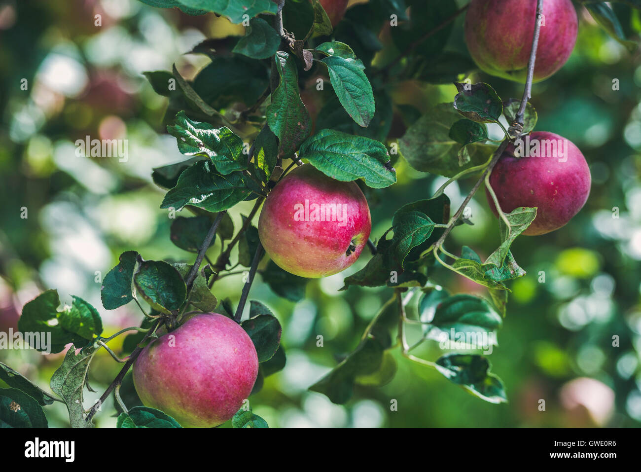 Fresh red harvest apples on tree branch in garden Stock Photo