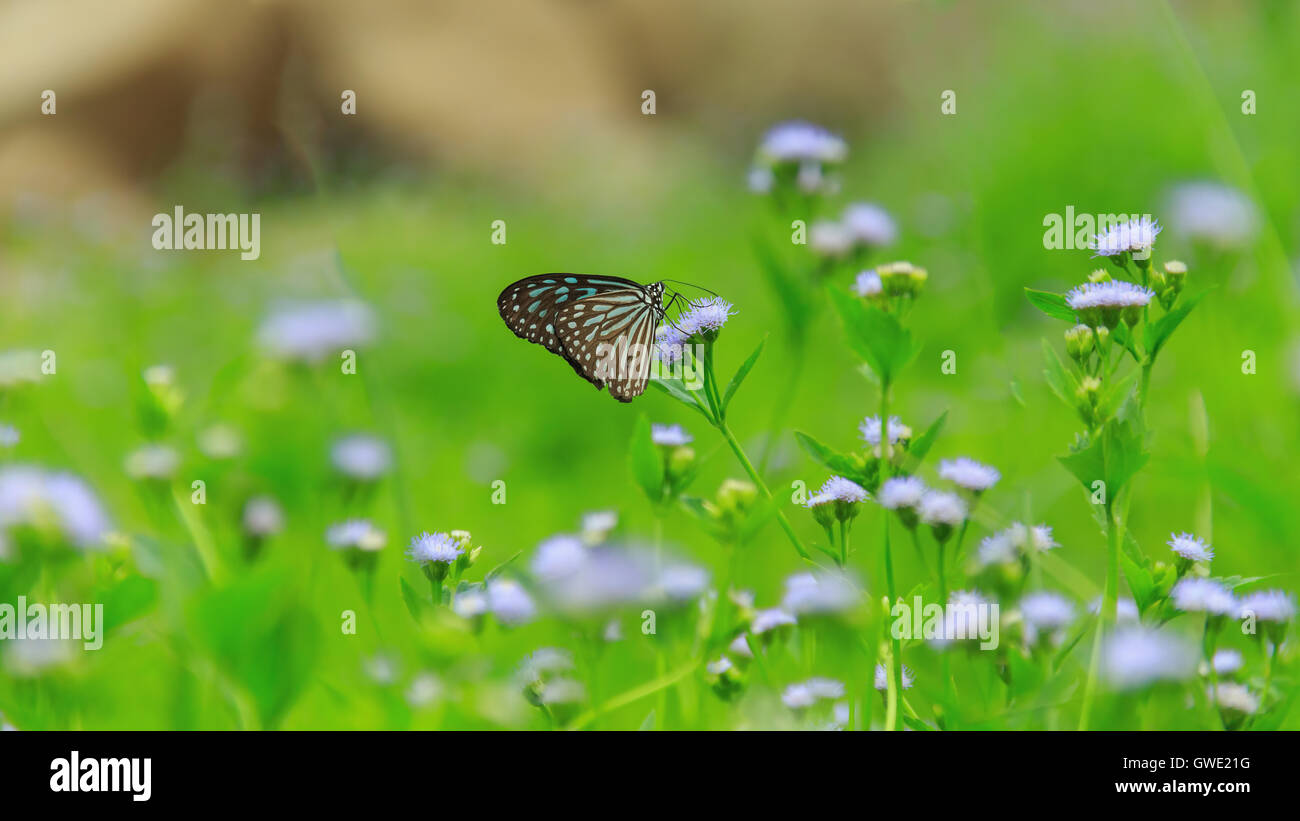 Butterfly and flower fields for Green Papaya. Stock Photo