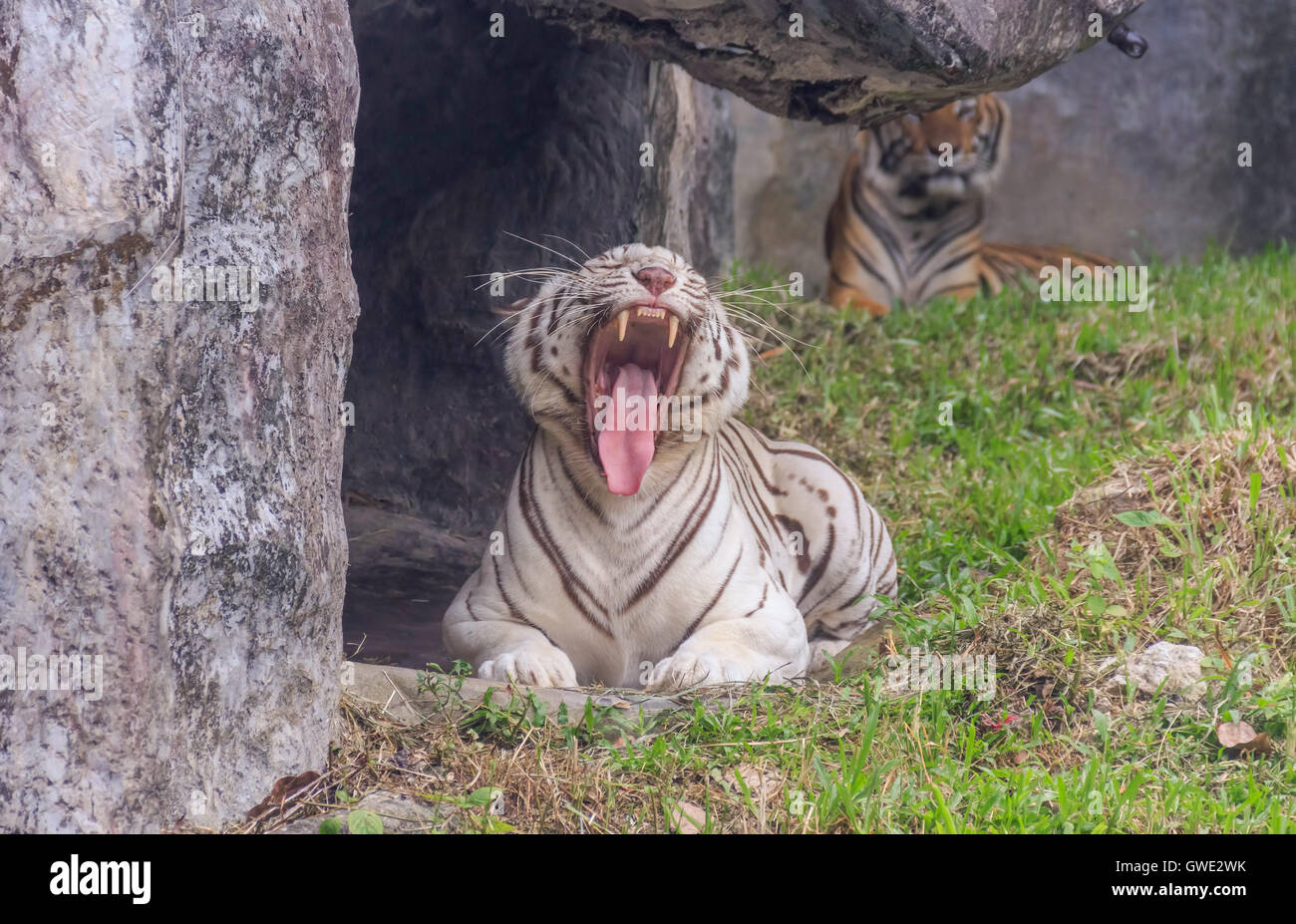 White tiger stripes on selected focus Stock Photo