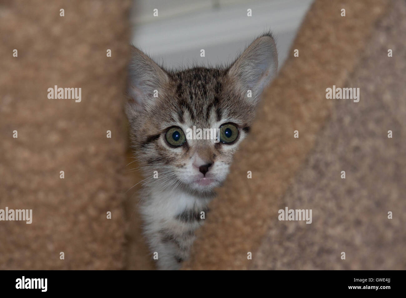 A kitten peaking out from her hiding place Stock Photo Alamy