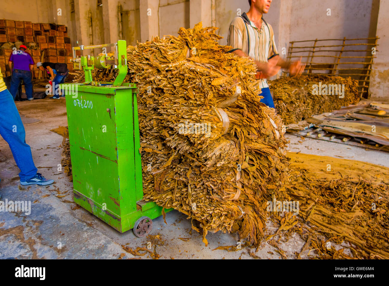 SANTA CLARA, CUBA SEPTEMBER 08, 2015 Handmade cigar preparation and