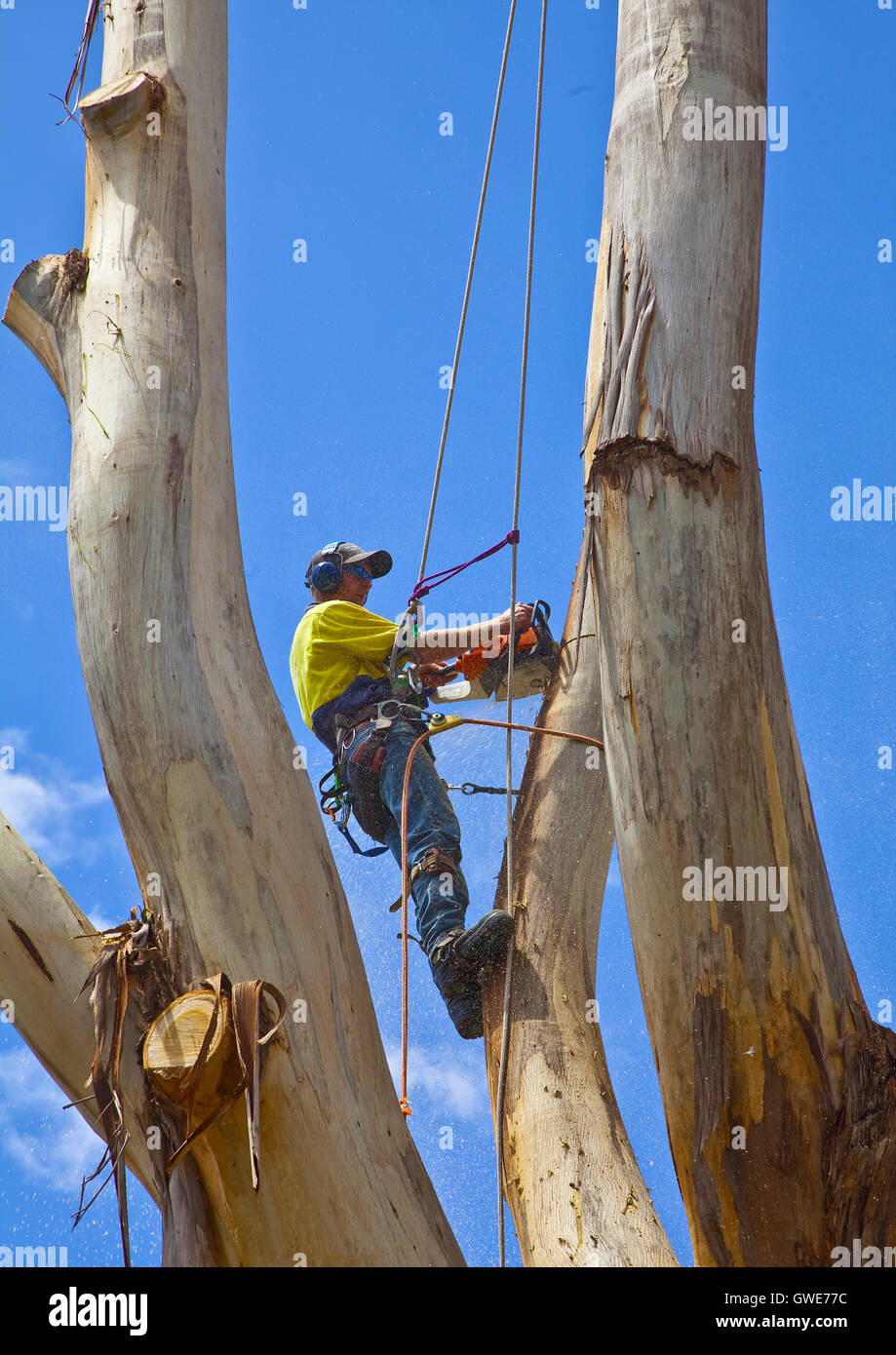Arborist pruning a large tree Stock Photo