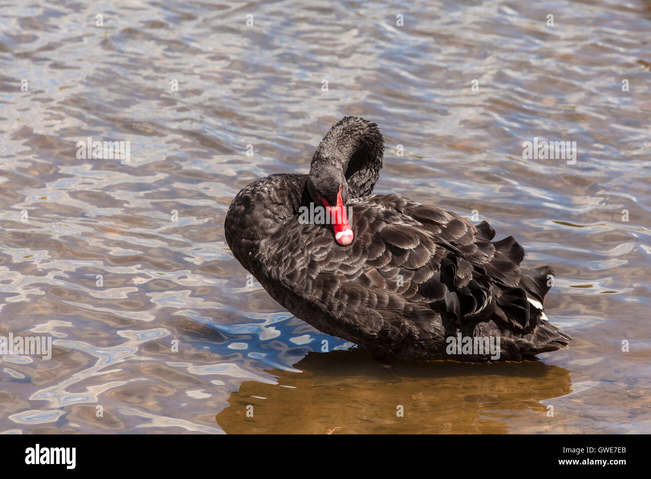 Black Swan preening itself on Lake Burley Griffin Stock Photo
