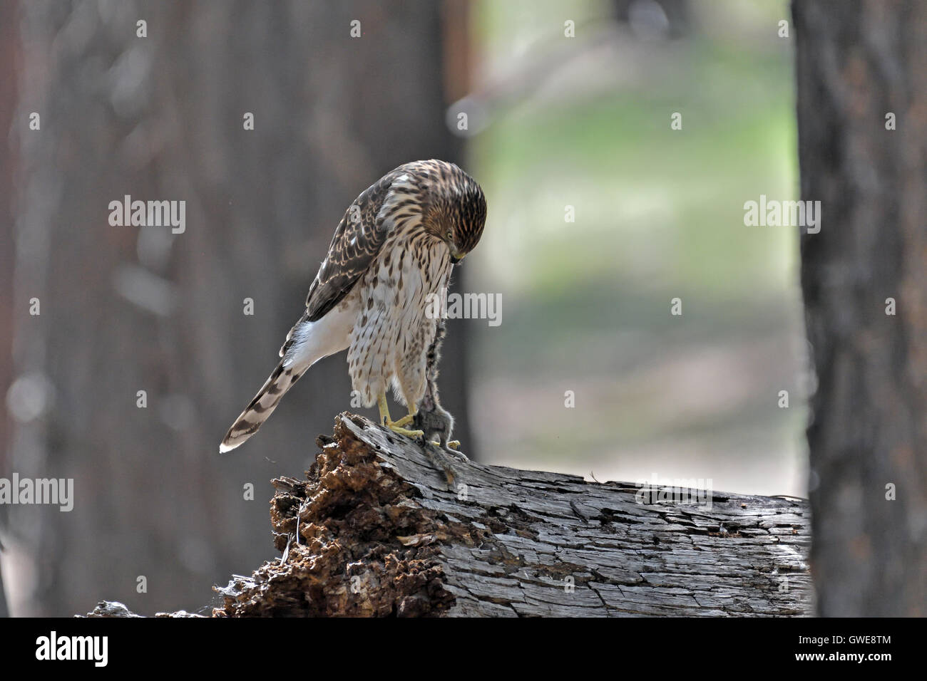 Cooper's hawk (Accipiter cooperii) eating caught rodent. Stock Photo